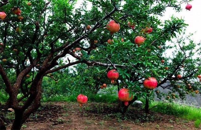 石榴 夏季管理 石榴夏季管理