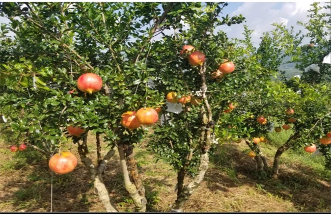 石榴 夏季管理 石榴夏季管理