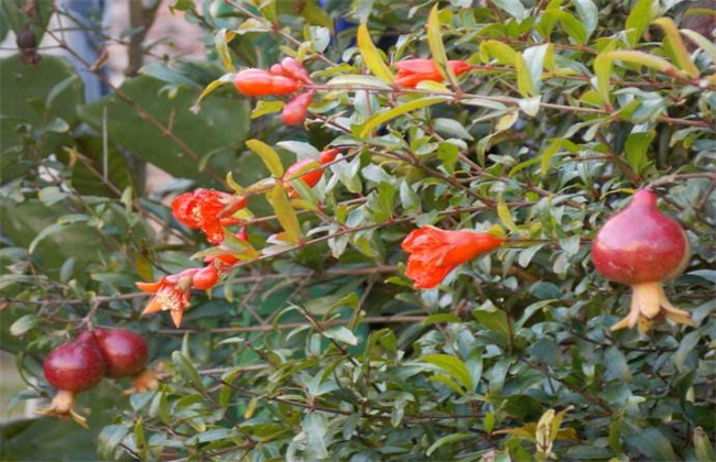 石榴 夏季管理 石榴夏季管理