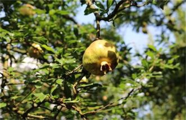 石榴 夏季管理 石榴夏季管理