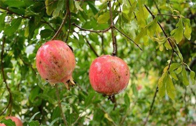 石榴 夏季管理 石榴夏季管理