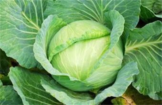 夏季卷心菜 种植 卷心菜种植