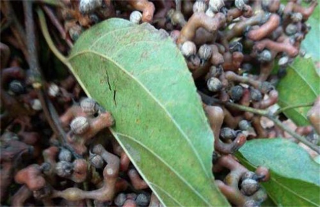 拐枣种植高产措施