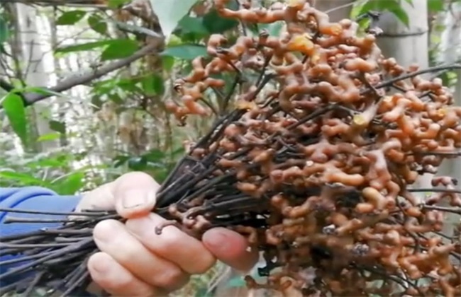 拐枣种植高产措施