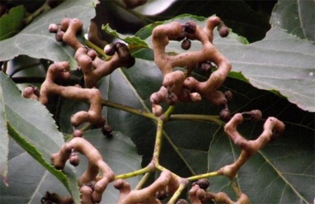 拐枣种植高产措施