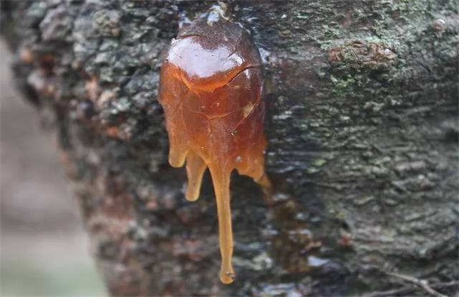 流胶病