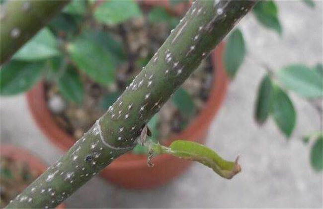 介壳虫