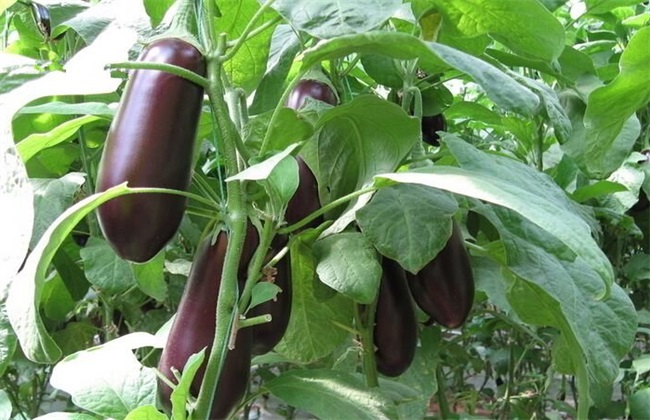 夏茄子 管理技术 夏茄子管理