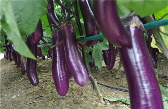 夏茄子 管理技术 夏茄子管理
