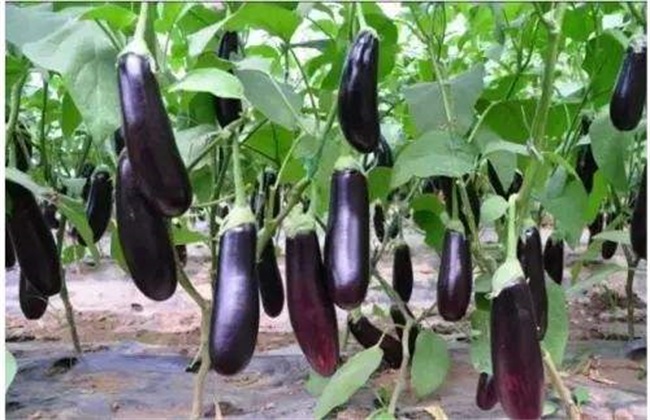 夏茄子 管理技术 夏茄子管理