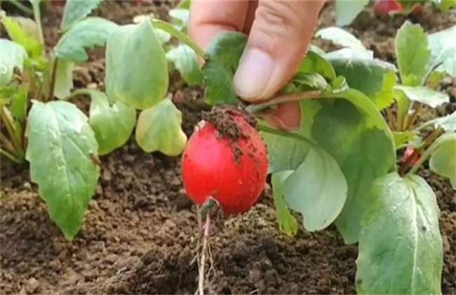 樱桃萝卜 田间管理 管理要点