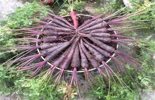紫胡萝卜 种植技术 种植方法