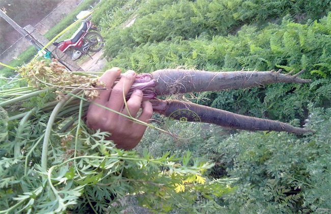 紫胡萝卜 种植技术 种植方法