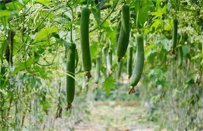 丝瓜种子 种子催芽 丝瓜催芽