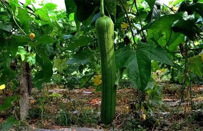 丝瓜种子 种子催芽 丝瓜催芽