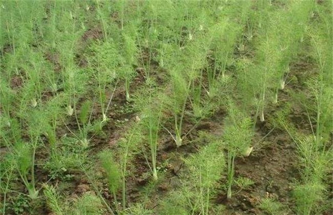 茴香 田间管理 茴香种植管理