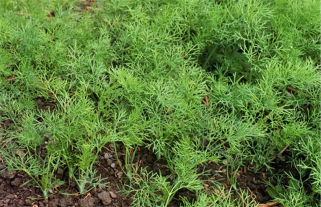 茴香 田间管理 茴香种植管理