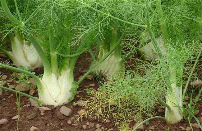 茴香 田间管理 茴香种植管理