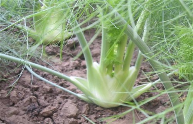 茴香 田间管理 茴香种植管理