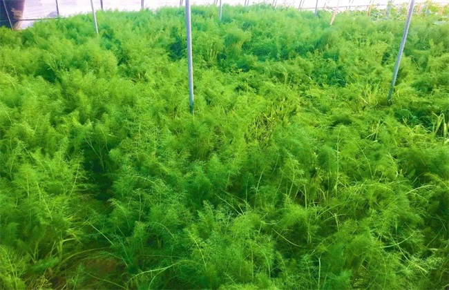 茴香 种植方法 茴香种植
