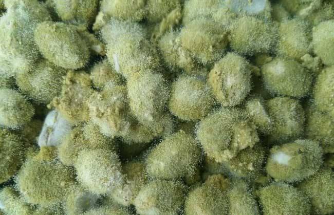 草菇木霉防治技术