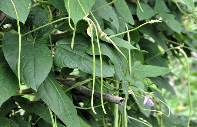 豇豆 高产施肥 种植豇豆施肥