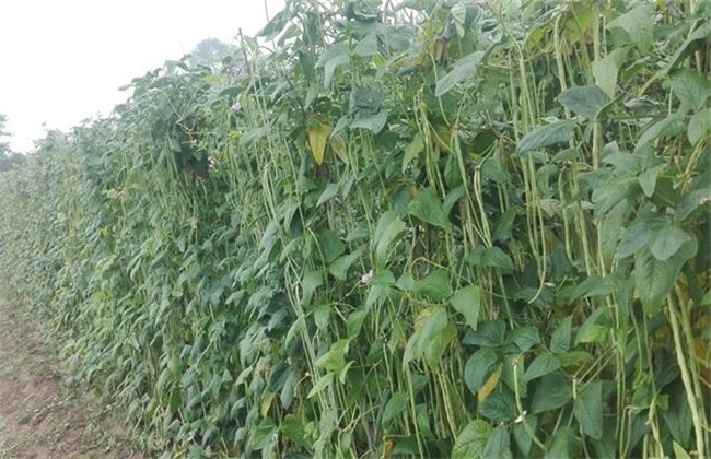 豇豆 高产施肥 种植豇豆施肥