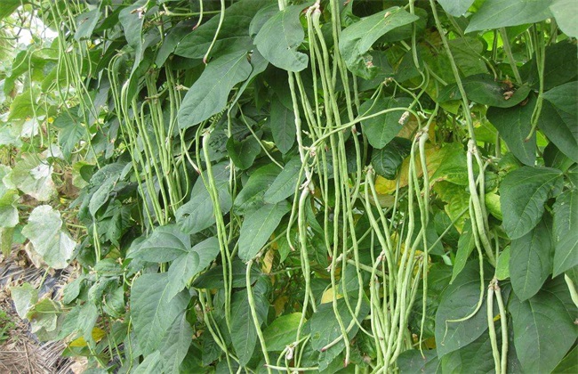 豇豆 高产施肥 种植豇豆施肥