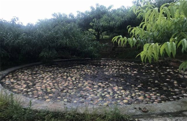 水蜜桃落果原因及防治方法
