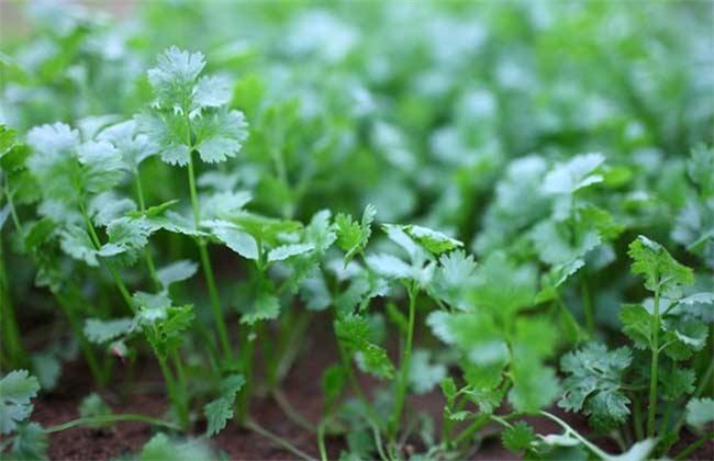 香菜 贮藏方法 香菜贮藏