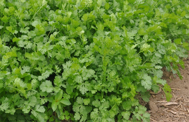 香菜 贮藏方法 香菜贮藏
