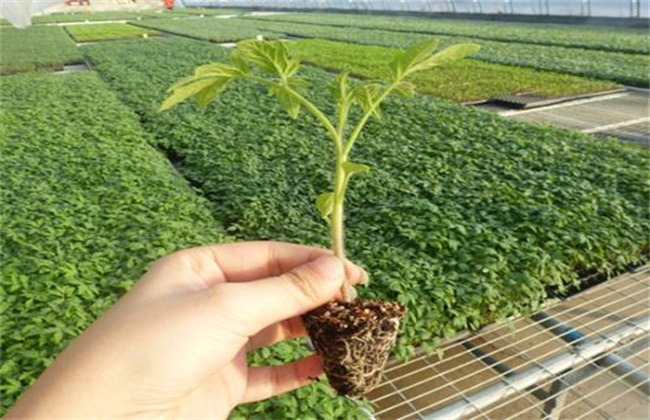 西红柿 越夏栽培 西红柿栽培
