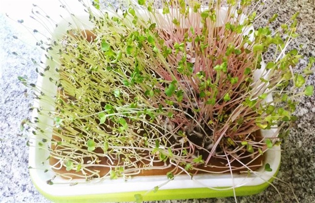 萝卜芽 种植方法 萝卜芽种植