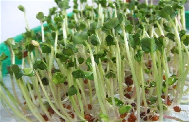 萝卜芽 种植方法 萝卜芽种植