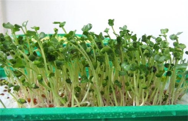 萝卜芽 种植方法 萝卜芽种植