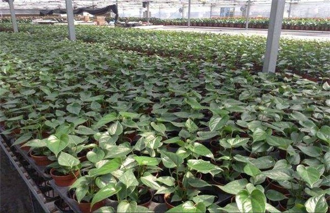 怎样种植绿萝 绿萝种植 绿萝