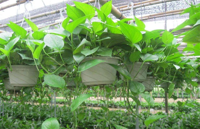 怎样种植绿萝 绿萝种植 绿萝