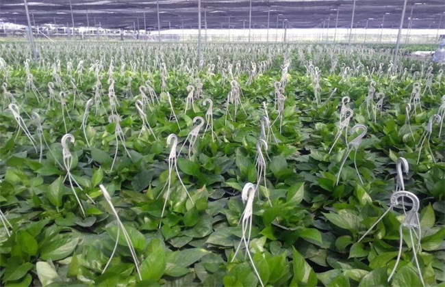 怎样种植绿萝 绿萝种植 绿萝