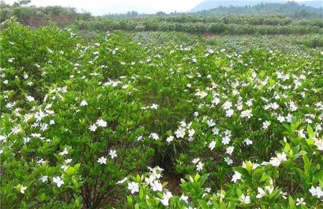 栀子花 养殖方法 注意事项