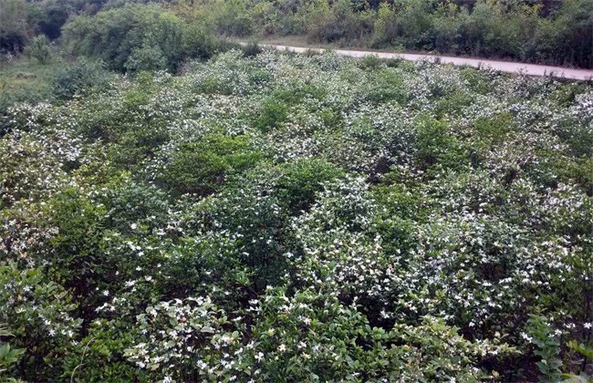 栀子花 养殖方法 注意事项
