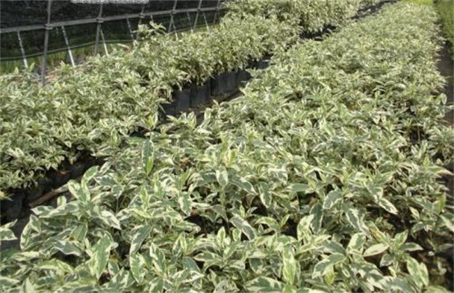 栀子花 养殖方法 注意事项