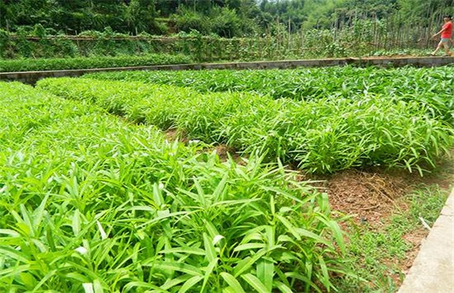 空心菜种植 空心菜 种植技术