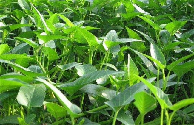 空心菜种植 空心菜 种植技术