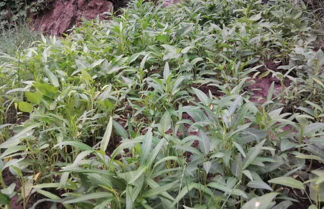 空心菜种植 空心菜 种植技术