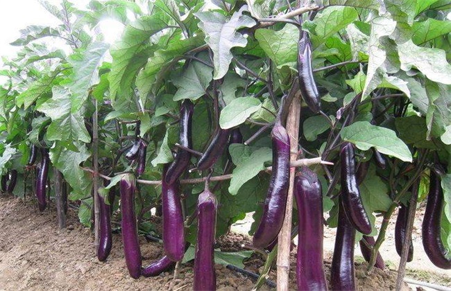 无公害茄子 生产技术 茄子
