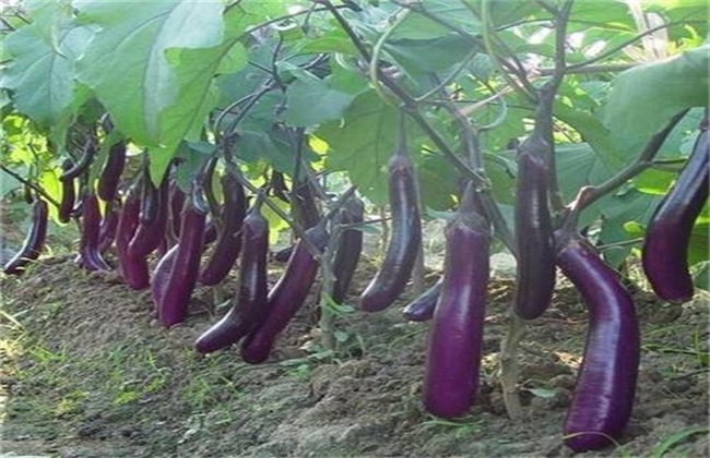 无公害茄子 生产技术 茄子