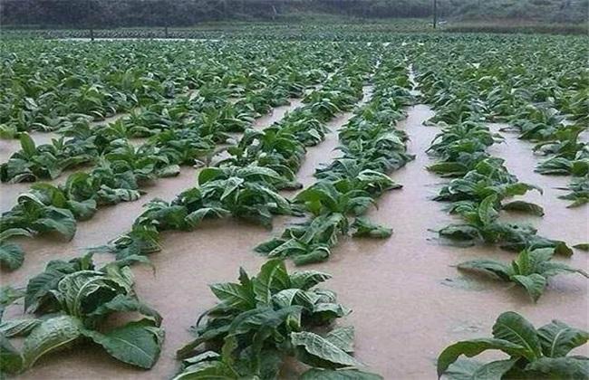 雨后