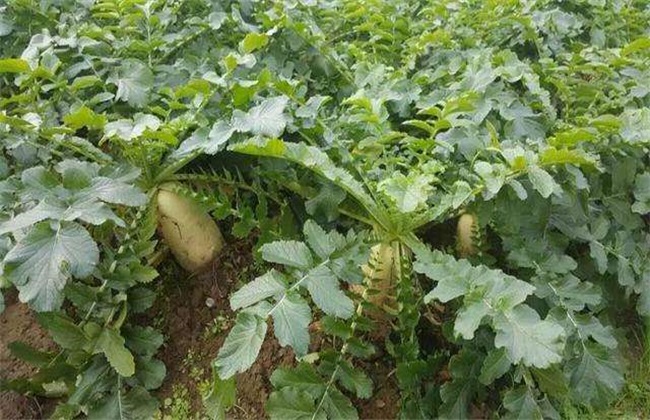 秋萝卜种植 秋萝卜 种植技术