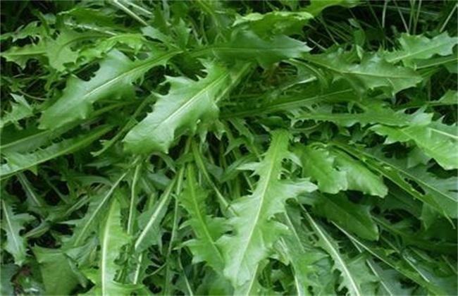 野菜种植 注意事项 野菜