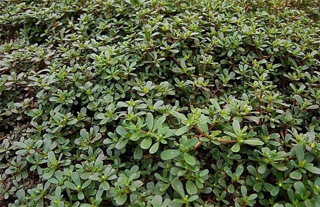 野菜种植 注意事项 野菜